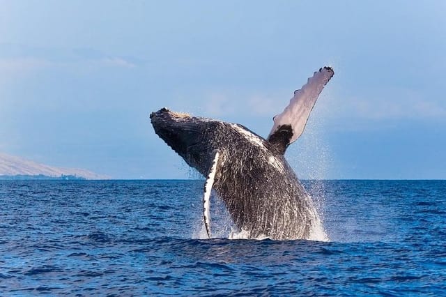 Zodiac Raft Whale Watching Adventure